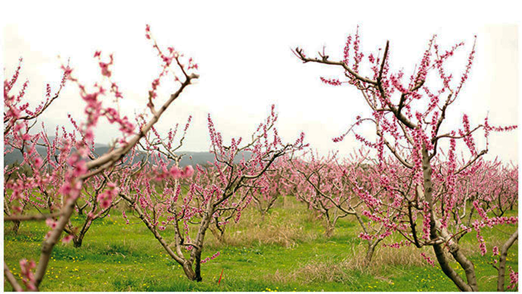 Panoramic peach plantation